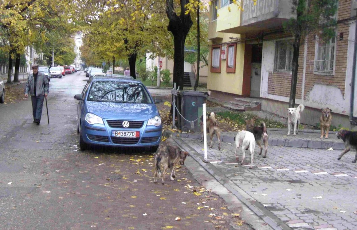 Câinii din Focşani vor fi propuşi la export  FOTO: Ştefan Borcea