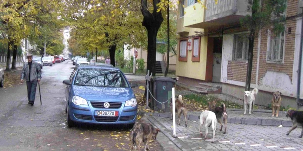 Pe străzile din Focșani, câinii merg în haită