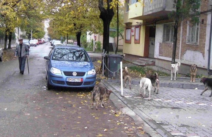 Câinii vor putea zburda liniştiţi prin Focşani