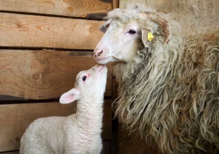 Easter mielul născut la adăpostul Arca Periş Ilfov din părinţi salvaţi de pe nava Queen Hind din Portul Midia Sursa Kuki Bărbuceanu