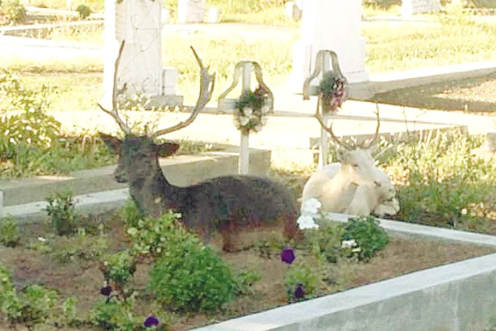 
    Animalele se hrănesc  cu florile de pe  morminte (Fotografii: citynews.ro, Glasul Aradului)  