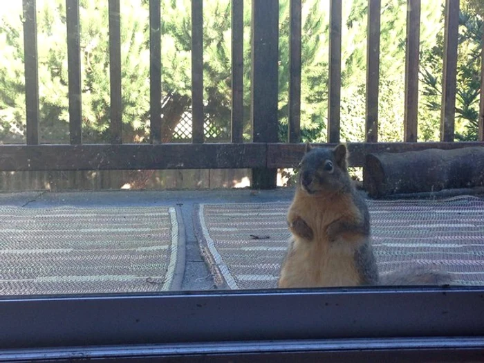 6. Acestor rozătoare le place să cerșească pe la uși