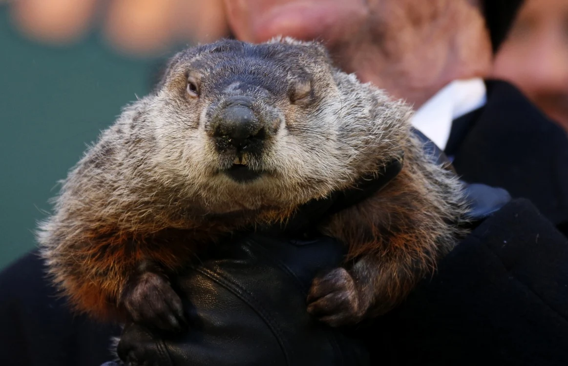 Cârtiţa Phil e vedeta SUA, dar cercetătorii au descoperit că mai are şi alte aptitudini. FOTO Reuters