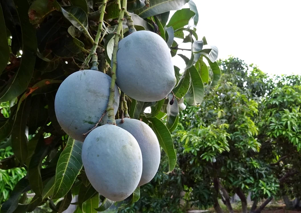 Mango crește în Spania în două regiuni: Andaluzia și Insulele Canare