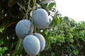 frutos de mango jpg