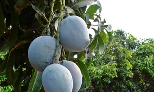 frutos de mango jpg