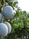 frutos de mango jpg