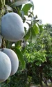 frutos de mango jpg