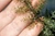 7 planta carn urti shutterstock 1257038368 jpg jpeg