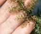 7 planta carn urti shutterstock 1257038368 jpg jpeg