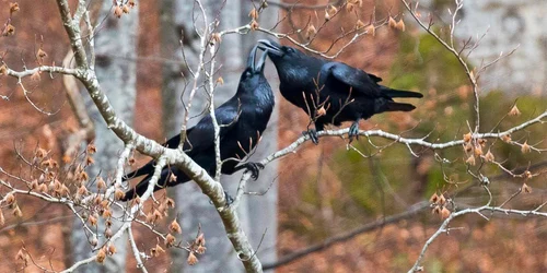 Ritualul de împerechere al unei perechi de corbi. FOTO Administrația Parcului Natural Bucegi