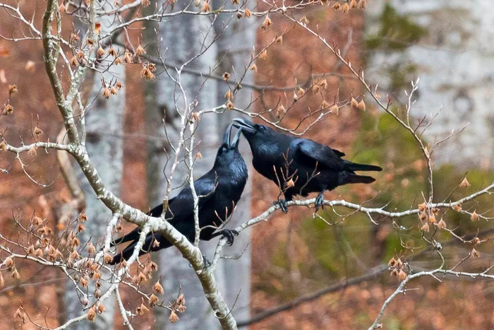 Ritualul de împerechere al unei perechi de corbi. FOTO Administrația Parcului Natural Bucegi