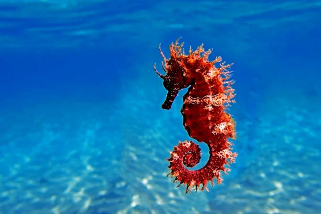 Căluții de mare fascinează cercetătorii / foto: IStock