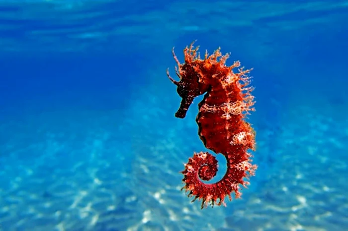 Căluții de mare fascinează cercetătorii / foto: IStock