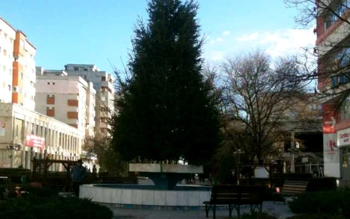 Bradul se va aprinde pe data de 6 decembrie foto: Claudiu Dumitrache