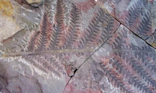 Vieţii i au trebuit 10 milioane de ani pentru a şi reveni după Marea Extincţie jpeg