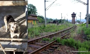 caine petrosani 0 jpeg