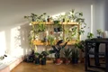 plante apartament FOTO Lovedeco