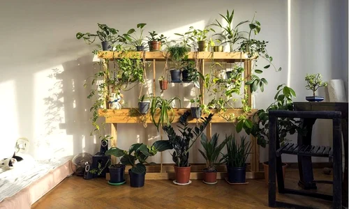 plante apartament FOTO Lovedeco