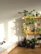 plante apartament FOTO Lovedeco