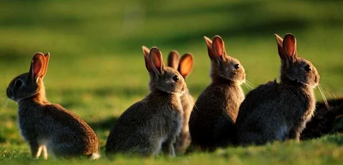 Tularemia este o boală infecţioasă transmisibilă omului Foto: Arhivă