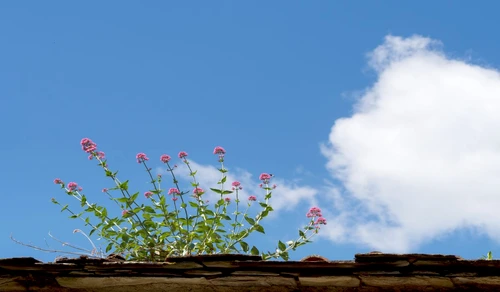 1 81266 original jpg jpeg