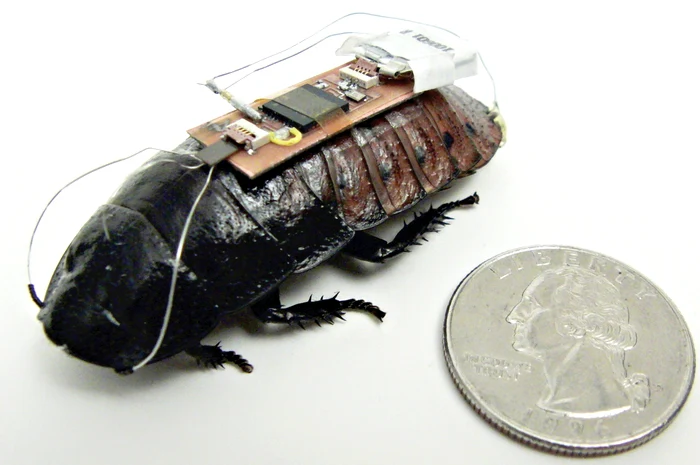 
    Gândacul are o lungime de 1,89 de centimetri  