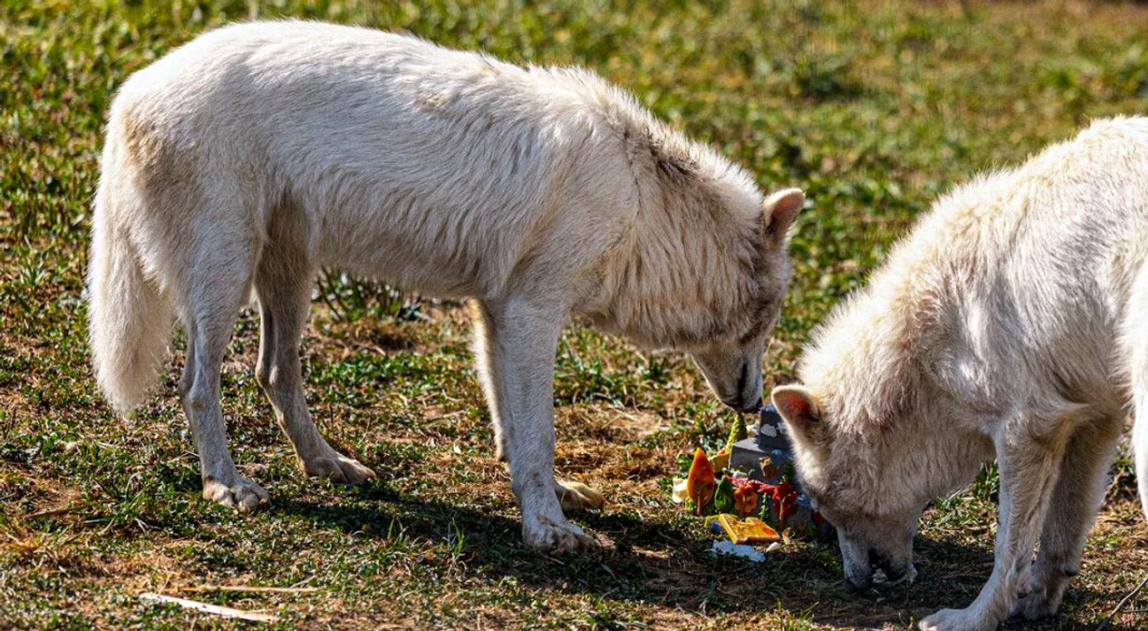 Romulus și Remus au împlinit un an FOTO: X