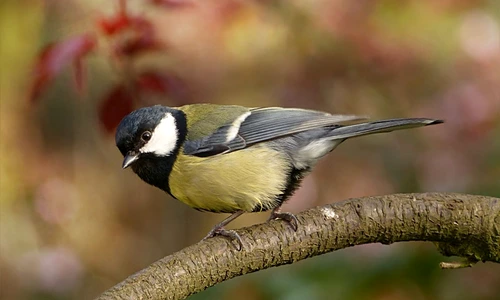 1 73779 original jpg jpeg