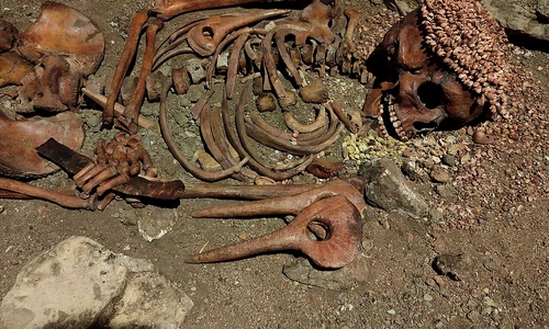 Rămășițele Prințului („Il Principe”) din peștera Arene Candide, expuse în Muzeul de Arheologie al Liguriei  (© Lorenzo Donzelli / Wikimedia Commons)