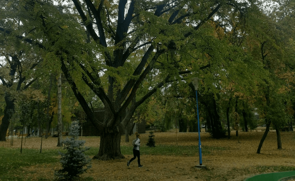 Gingko biloba, monumentalul arbore al Timișoarei. A fost plantat acum 120 de ani și era punct de reper pentru oraș