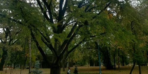 Ginkgo Biloba din Timișoara