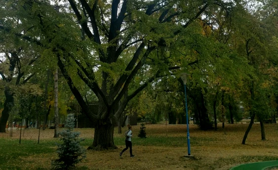 Ginkgo Biloba din Timișoara FOTO Ștefan Both