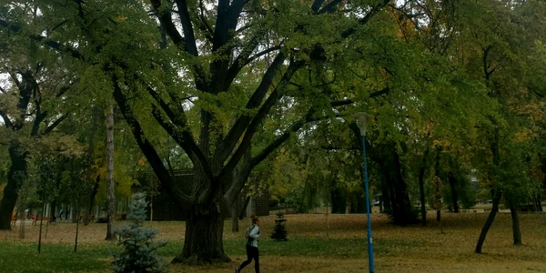 Ginkgo Biloba din Timișoara