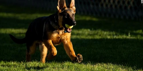 ciobănesc german - catelul lui Joe Biden foto Twitter