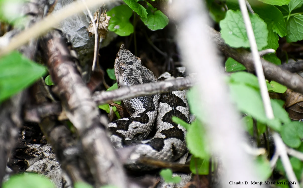 Vipera cu corn în Munții Metaliferi. Foto: Claudia Danău, Eco Edu Natura. 