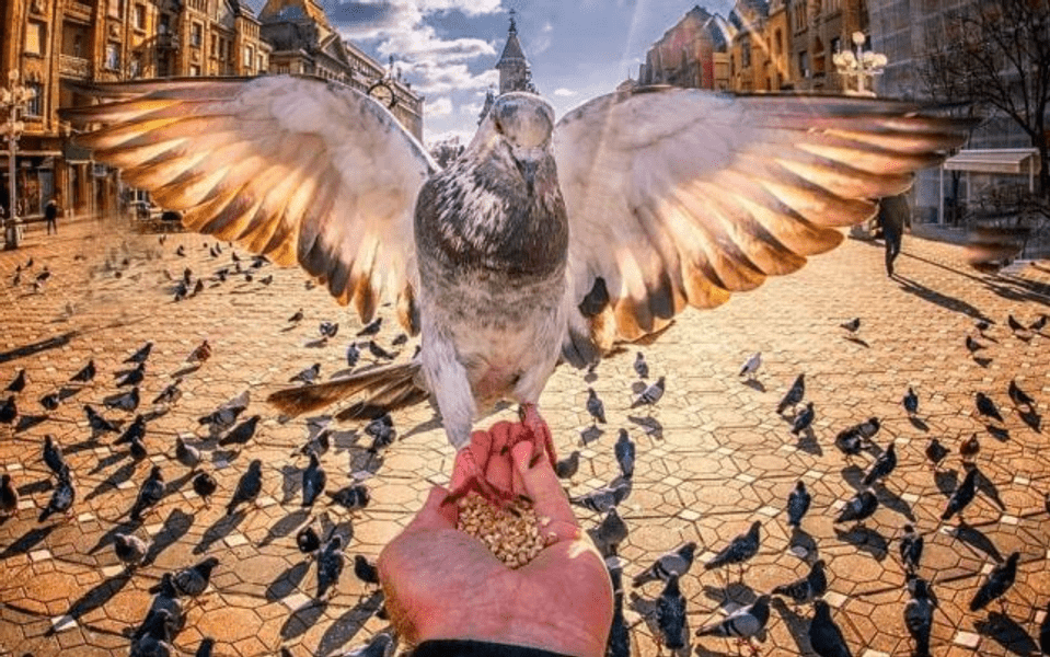 De ce nu trebuie hrănite păsările cu pâine