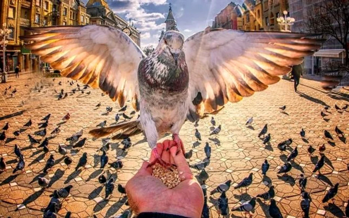 
    În Timșoara a fost interzisă hrănirea porumbeilor din spațiul public Foto: adevarul.ro  