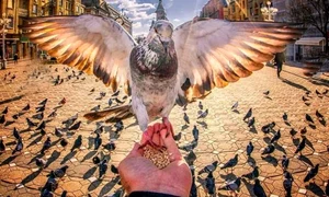 porumbei timisoara 0 jpeg