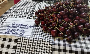 cirese piata zahana, 24 iunie 2026   foto alina mitran jpg