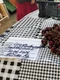 cirese piata zahana, 24 iunie 2026   foto alina mitran jpg