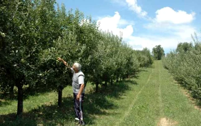 Proprietarii de livezi au obţinut producţie dublă faţă de anul trecut FOTO: Adevărul