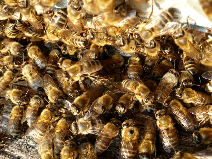 Albinele au făcut şapte victime