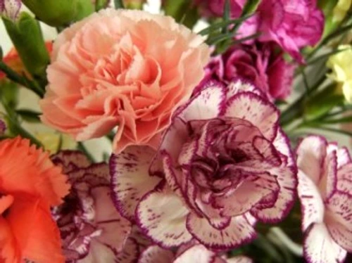 c09c84cc36440d642f2e959b2406ba26 jpg jpeg