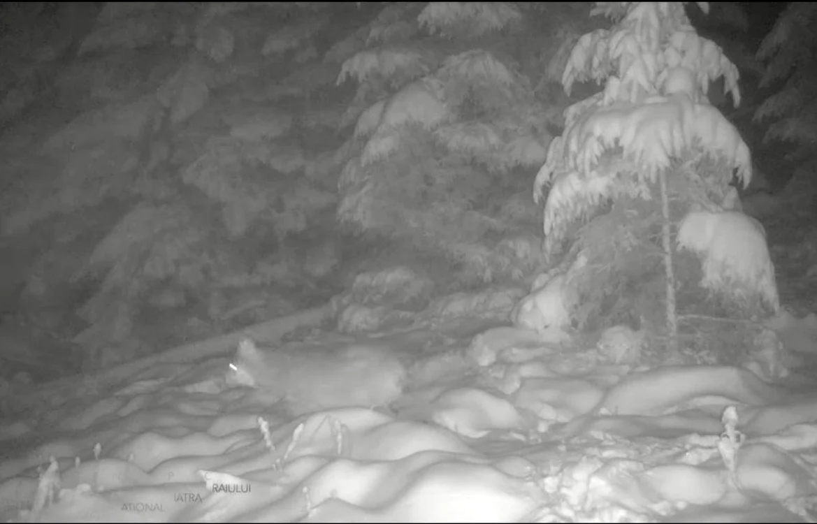 Lupi surprinşi în toiul nopţii într-o pădure din Parcul Naţional Piatra Craiului VIDEO