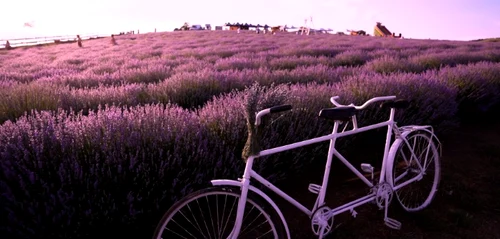 Lavanda 1 jpg