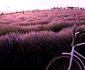 Lavanda 1 jpg