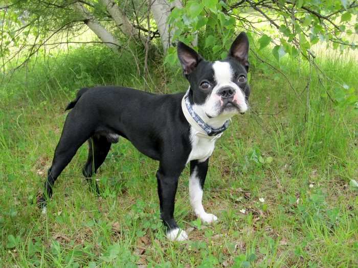 Boston Terrier-ul este foarte afectuos și unul dintre cei mai deştepţi câini de talie mică pentru copii