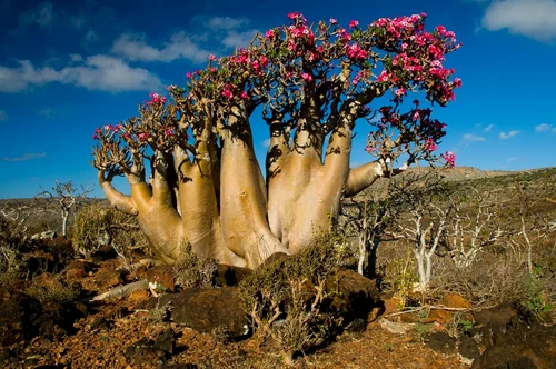 Arborii de sticlă sau trandafirii deşertului din Insula Socotra Yemen Foto Alex Martin Ros - Getty