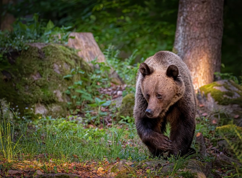 Mesaje Ro-alert transmise populației după ce un urs a intrat în curtea mănăstirii Sinaia